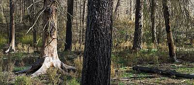 Waldbrand, Lieberose #1, 2023, 120 x 270 cm