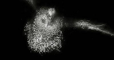 Die Vögel stehen in der Luft und schreien . Birds hang in the air and scream (Detail)